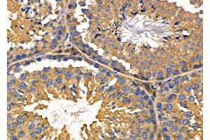 ABIN6263967 and ABIN6276401 at 1/100 staining Mouse testis tissue by IHC-P. (P4HB antibody  (C-Term))