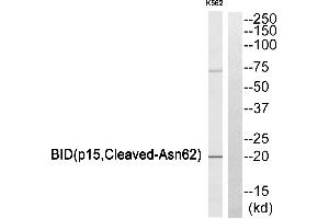 Western blot analysis of extracts from K562 cells, using BID (p15, Cleaved-Asn62) antibody. (BID antibody  (Cleaved-Asn62, Subunit 15))