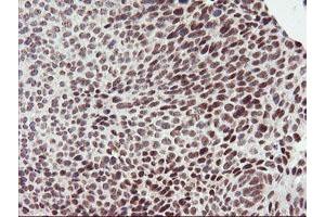 Image no. 1 for anti-Ring Finger Protein 113B (RNF113B) antibody (ABIN1500715) (RNF113B antibody)