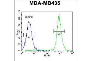 Flow cytometric analysis of MDA-MB435 cells (right histogram) compared to a negative control cell (left histogram). (IBTK antibody  (AA 586-613))
