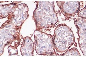 Immunohistochemistry of paraffin-embedded Human placenta using S100P Polyclonal Antibody at dilution of 1:100 (40x lens). (S100P antibody)