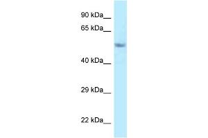 WB Suggested Anti-Fam114a2 Antibody Titration: 1. (FAM114A2 antibody  (C-Term))