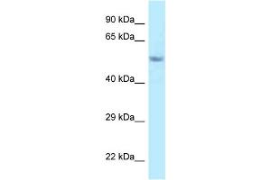 WB Suggested Anti-Fam114a2 Antibody Titration: 1. (FAM114A2 antibody  (C-Term))