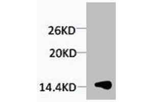 Western blot analysis of extracts from Hela cells, 1:2000. (HIST1H1A/HIST1H1C/HIST1H1D/HIST1H1E (3meLys25) antibody)