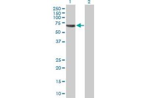 Western Blot analysis of TRAF5 expression in transfected 293T cell line by TRAF5 MaxPab polyclonal antibody. (TRAF5 antibody  (AA 1-557))