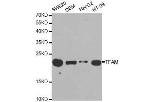 Western blot analysis of extracts of various celllines, using TFAM antibody. (TFAM antibody)