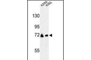 Western blot analysis of GFPT2 Antibody (Center) (ABIN653230 and ABIN2842763) in , K562 cell line lysates (35 μg/lane).