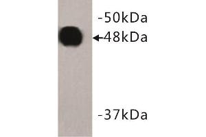 Western Blotting (WB) image for anti-Keratin 18 (KRT18) (C-Term) antibody (ABIN1854879) (Cytokeratin 18 antibody  (C-Term))