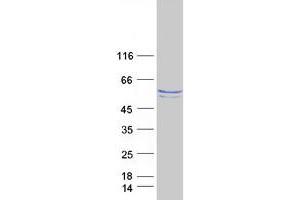 Western Blotting (WB) image for Nucleosome Assembly Protein 1-Like 1 (NAP1L1) (Transcript Variant 2) protein (Myc-DYKDDDDK Tag) (ABIN2726803)
