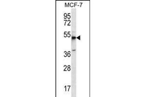 MBOAT4 Antibody (Center) (ABIN656250 and ABIN2845565) western blot analysis in MCF-7 cell line lysates (35 μg/lane). (MBOAT4 antibody  (AA 258-287))