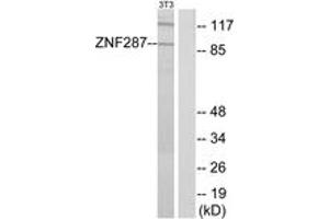Western blot analysis of extracts from NIH-3T3 cells, using ZNF287 Antibody. (ZNF287 antibody  (AA 241-290))