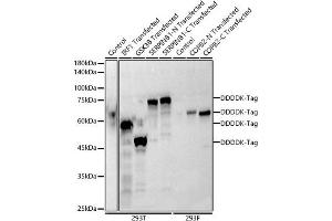 Western blot analysis of extracts of normal 293T and 293F cells, 293T transfected with IRF1 Protein, GSK3B Protein,and SERPINB1 Protein ,293F transfected with COPB2 Protein using Mouse anti DDDDK-Tag mAb antibody (ABIN3020558, ABIN3020559, ABIN3020560 and ABIN1512923) at 1:1000 dilution. (DYKDDDDK Tag antibody)