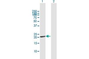 Western Blot analysis of GINS1 expression in transfected 293T cell line by GINS1 MaxPab polyclonal antibody. (GINS1 antibody  (AA 1-196))