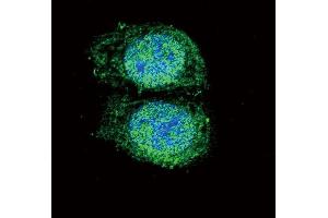 Confocal immunofluorescent analysis of Bcl-2 Antibody (BH3 Domain Specific) (ABIN388095 and ABIN2846147) with Hela cell followed by Alexa Fluor 488-conjugated goat anti-rabbit lgG (green). (Bcl-2 antibody  (AA 75-110))