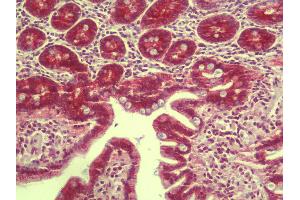 Anti-RILPL1 antibody IHC staining of human small intestine.