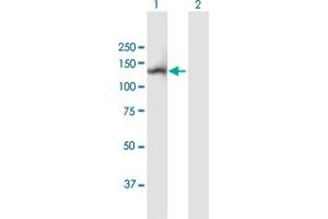 Western Blot analysis of NLRP2 expression in transfected 293T cell line by NLRP2 MaxPab polyclonal antibody. (NLRP2 antibody  (AA 1-1062))