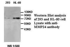 Image no. 1 for anti-Matrix Metallopeptidase 24 (Membrane-inserted) (MMP24) antibody (ABIN791192)