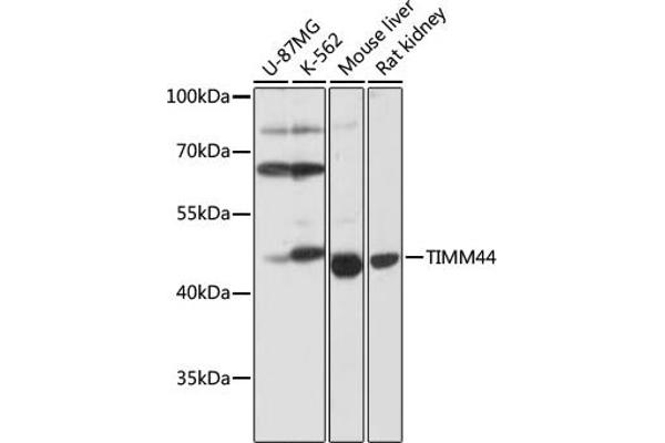 TIMM44 antibody  (AA 153-452)