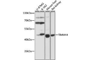 TIMM44 antibody  (AA 153-452)