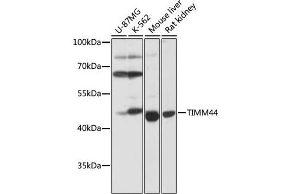 TIMM44 抗体  (AA 153-452)