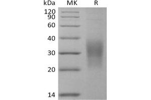 Western Blotting (WB) image for Secreted and Transmembrane 1A (SECTM1A) protein (His tag) (ABIN7320896)
