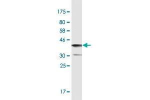 AKAP9 antibody  (AA 3812-3911)