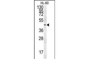 PG Antibody (C-term) (ABIN651918 and ABIN2840453) western blot analysis in HL-60 cell line lysates (15 μg/lane). (Pgap2 antibody  (C-Term))