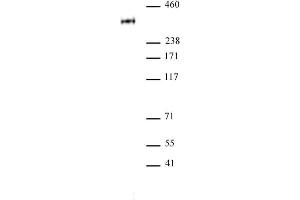 RNA pol II CTD phospho Thr4 antibody pAb tested by Western blot. (Rpb1 CTD antibody  (pThr4, Thr4))