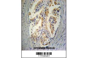 STC2 Antibody immunohistochemistry analysis in formalin fixed and paraffin embedded human prostate tissue followed by peroxidase conjugation of the secondary antibody and DAB staining. (Stanniocalcin 2 antibody  (C-Term))