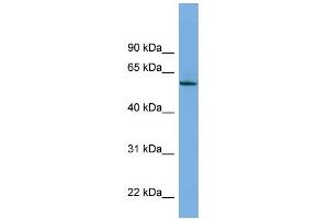 WB Suggested Anti-NLK Antibody Titration: 0. (Nemo-Like Kinase antibody  (Middle Region))