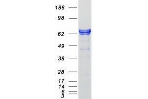 ZBTB3 Protein (Myc-DYKDDDDK Tag)