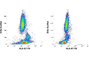 Flow cytometry surface staining patterns of human peripheral whole blood of HLA-B7 positive (left) and negative (right) blood donors stained using anti-HLA-B7 (BB7. (HLA B7 antibody  (PE))
