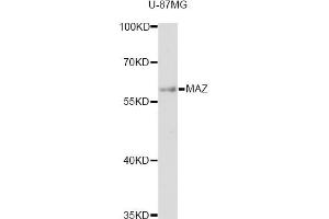 Western blot analysis of extracts of U-87MG cells, using MAZ antibody (ABIN6293358) at 1:3000 dilution. (MAZ antibody)