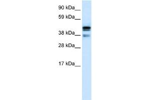 WB Suggested Anti-CTBP1 Antibody Titration:  0. (CTBP1 antibody  (C-Term))