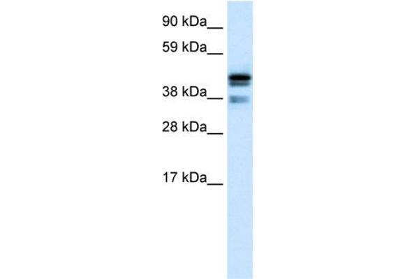 CTBP1 antibody  (C-Term)