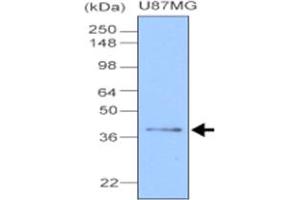 Western blot analysis of cell lysate of U87 MG (20 ug), human glioblastoma cell , was resolved by SDS - PAGE , transferred to NC membrane and probed with CLU monoclonal antibody , clone 1A11 (1 : 1000) .