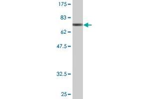 Western Blot detection against Immunogen (76. (BAG4 antibody  (AA 1-457))