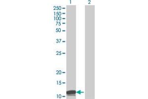 Western Blot analysis of JTB expression in transfected 293T cell line by JTB MaxPab polyclonal antibody. (JTB antibody  (AA 1-146))