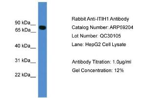 WB Suggested Anti-ITIH1  Antibody Titration: 0. (ITIH1 antibody  (C-Term))