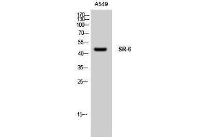 Western Blotting (WB) image for anti-Serotonin Receptor 6 (HTR6) (Internal Region) antibody (ABIN3177509) (Serotonin Receptor 6 antibody  (Internal Region))