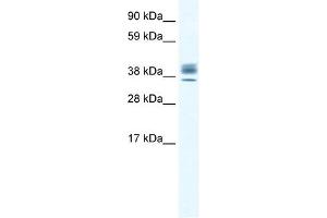 ESX1 antibody (20R-1122) used at 0.