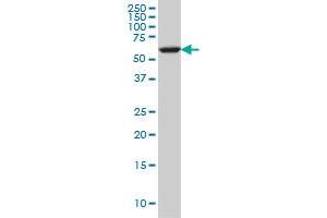 FAAH monoclonal antibody (M07), clone 4H8 Western Blot analysis of FAAH expression in A-431 . (FAAH antibody  (AA 480-579))