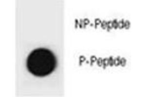 Dot blot analysis of phospho-Cyclin B3 antibody. (Cyclin B3 antibody  (pSer284))