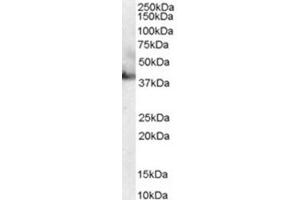 Image no. 1 for anti-RAE1 RNA Export 1 Homolog (S. Pombe) (RAE1) (C-Term) antibody (ABIN374586)