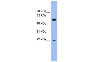 COCH antibody used at 0. (COCH antibody  (C-Term))
