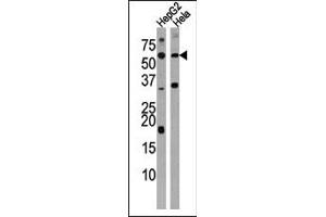 Western blot analysis of anti-ACVR1C Antibody (N-term A48) (ABIN391157 and ABIN2841267) in HepG2 and Hela cell line lysate (35 μg/lane). (ACVR1C/ALK7 antibody  (N-Term))