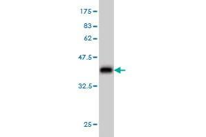 Western Blot detection against Immunogen (37. (CHST11 antibody  (AA 230-337))