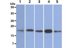 The Cell lysates (40ug) were resolved by SDS-PAGE, transferred to PVDF membrane and probed with anti-human NUDT1 antibody (1:500). (NUDT1 antibody)