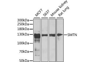 Western blot analysis of extracts of various cell lines, using SMTN antibody (ABIN6128764, ABIN6148154, ABIN6148155 and ABIN6222474) at 1:1000 dilution. (Smoothelin antibody  (AA 65-325))