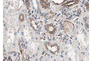 ABIN6278432 at 1/100 staining Human kidney tissue by IHC-P. (Cathepsin H antibody  (Internal Region))